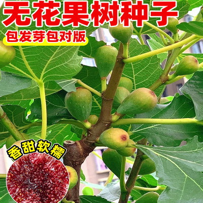 无花果种子 季庭院播种蜜文果种子 奶四浆果 仙果树苗果树种子