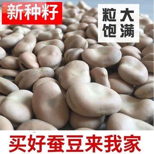 日本大白皮蚕豆种子农家自种胡豆五谷杂白皮生蚕豆蚕豆种粮子