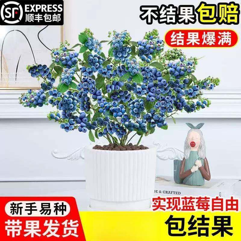 蓝莓树果苗盆栽带果发货特大号花香蓝莓果苗L25南北方庭院种植物