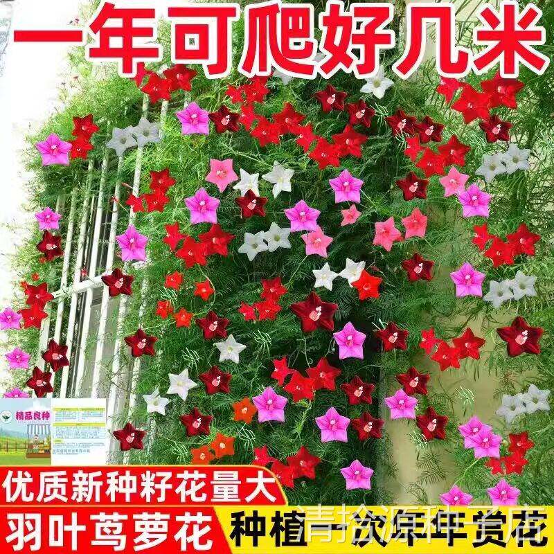 羽叶茑萝花种子庭院爬藤植物五角星花爬墙花盆栽阳台四季花卉种子