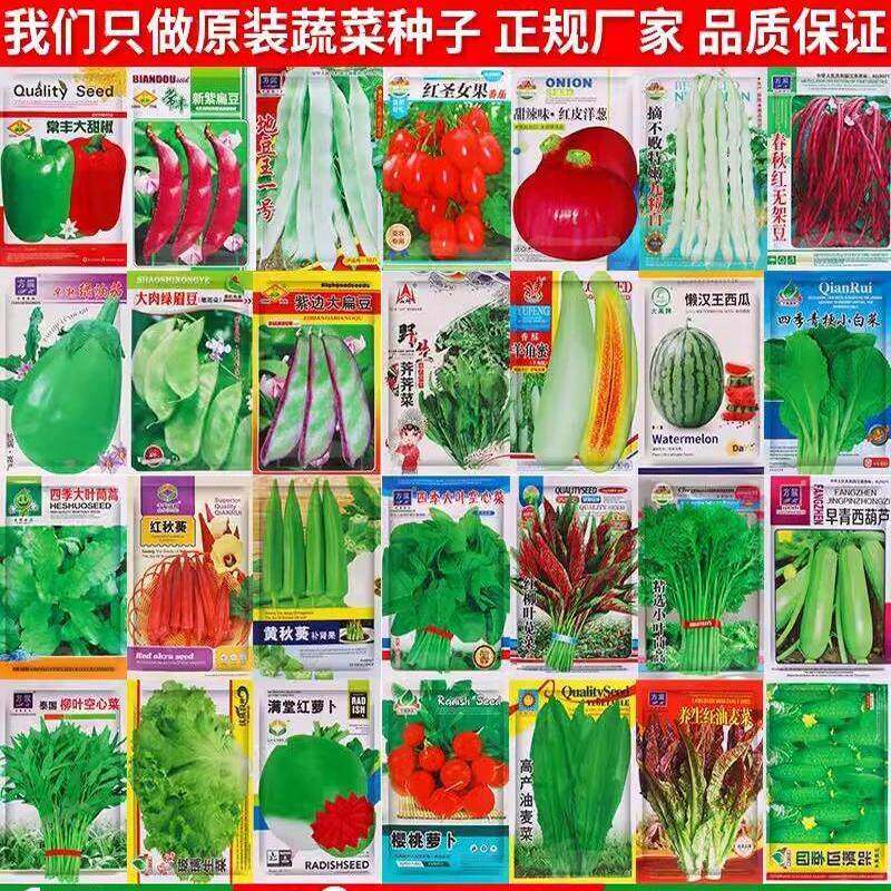 蔬菜种子香菜菠菜芹菜小白菜辣椒南瓜生菜种子阳台盆栽蔬菜籽大全图片