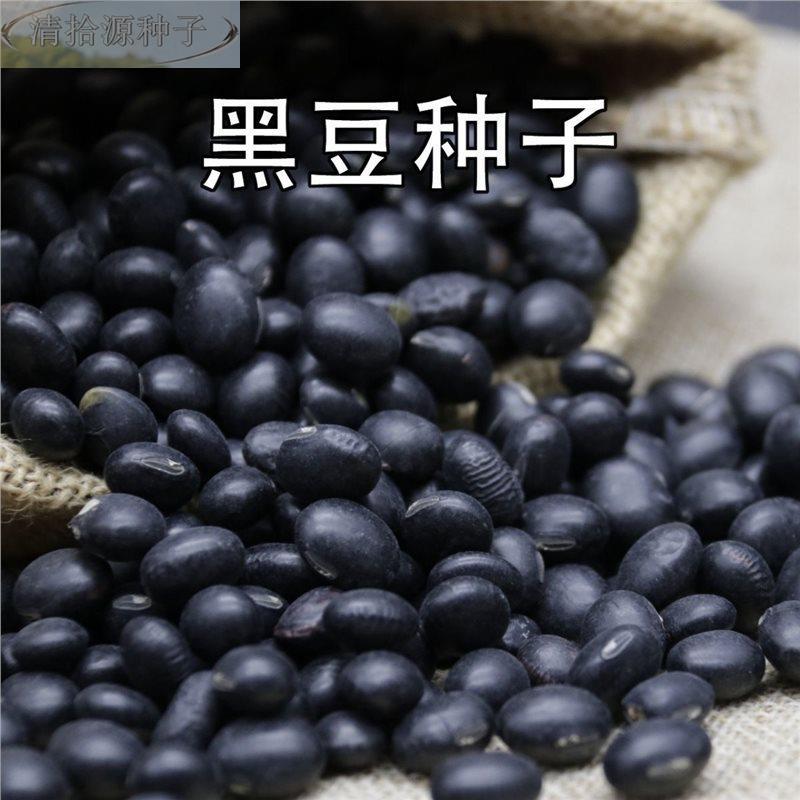 黑种子老品种发豆芽黑豆苗农家自留春夏豆种旱大豆种稳产图片