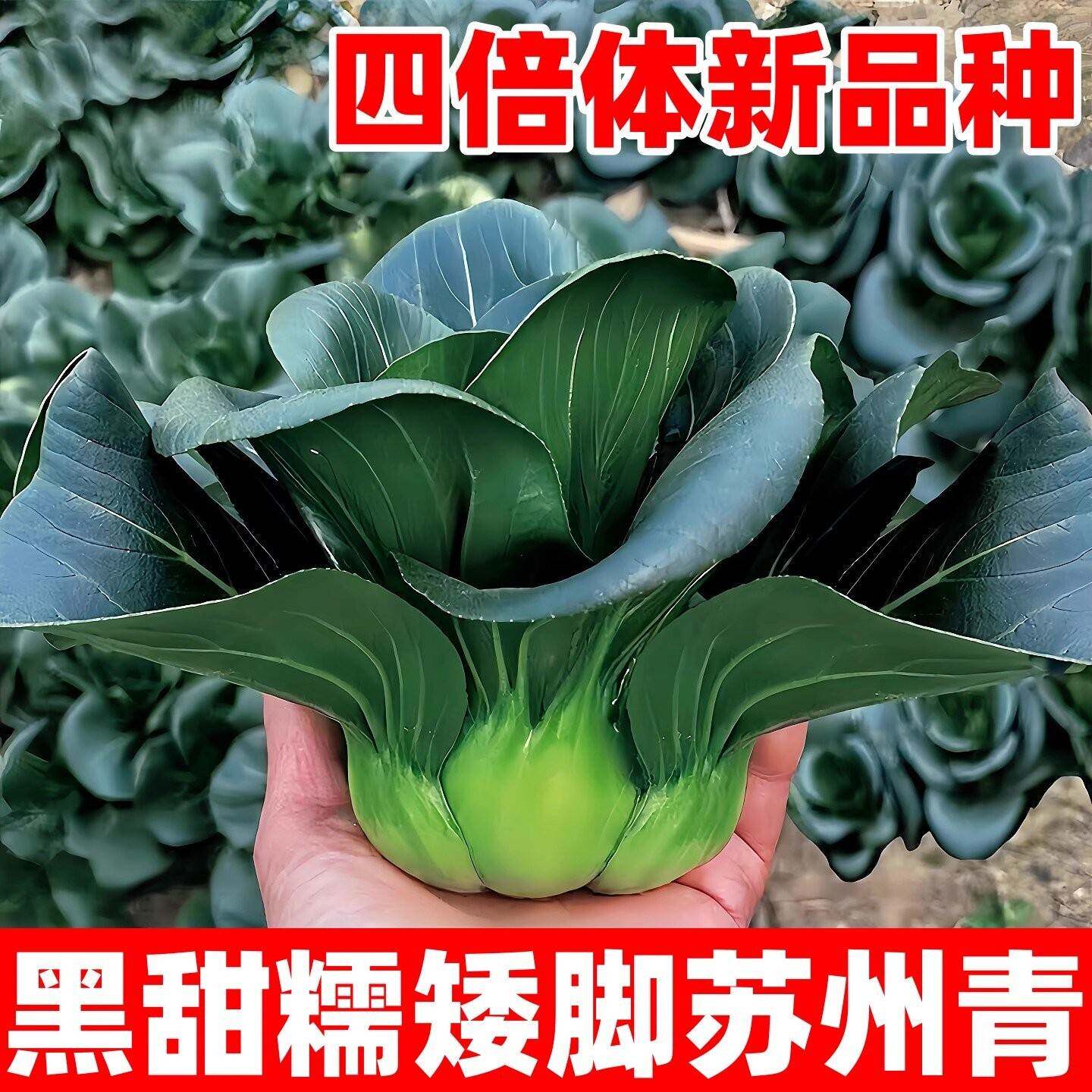 黑甜糯苏州青菜种子四倍体矮脚黑叶小青菜种籽高产抗病耐寒蔬菜种