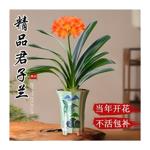 名贵兰花花苗盆景室内客厅绿植四季 精品君子兰盆栽新中式 好养植物