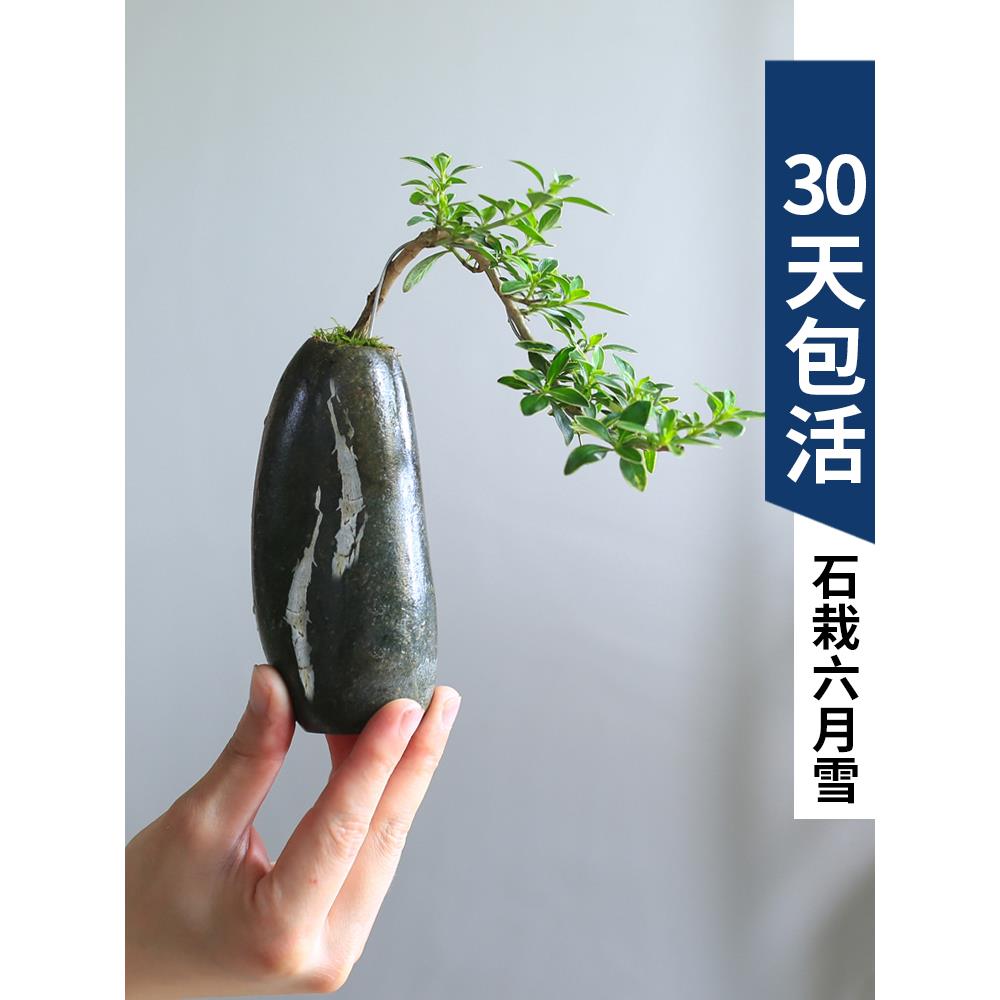 六月雪迷你盆栽创意石盆景绿植开花植物四季好养易活办公室微景观