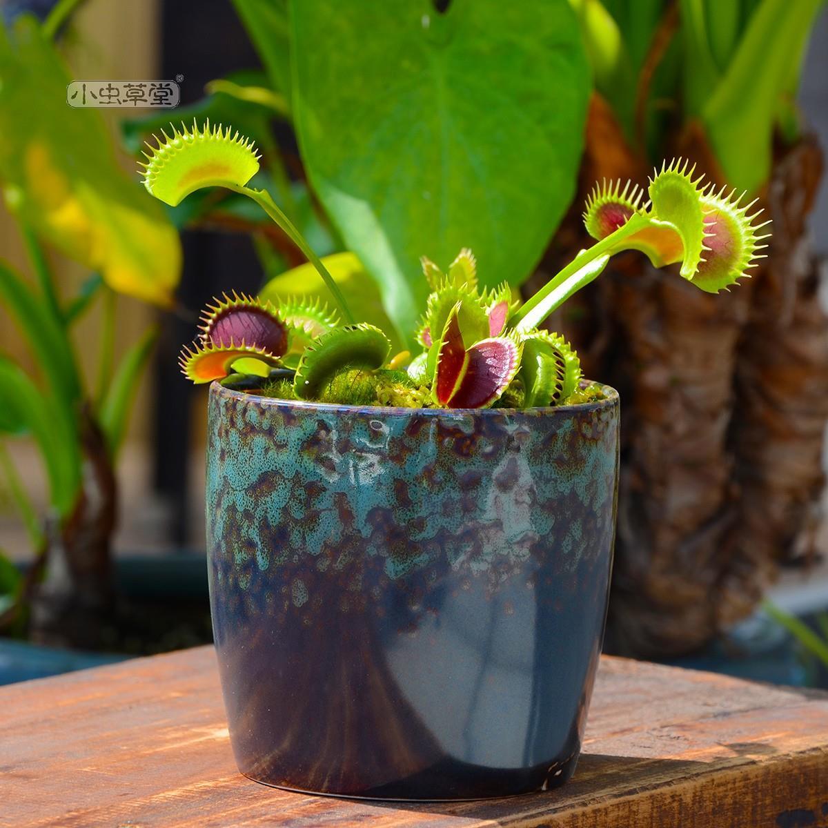 齿状捕蝇草 鲨鱼齿熊爪小虫草堂苗盆栽花卉食虫草驱蚊草大型巨大