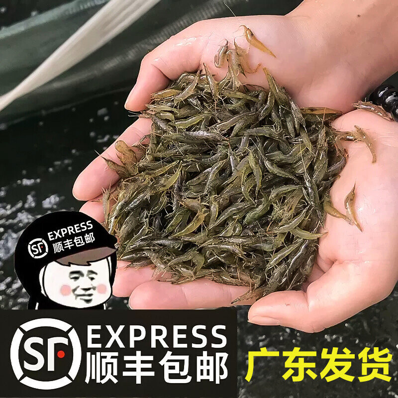 黑壳虾除藻虾观赏清洁虾工具虾草缸鱼缸造景宠物虾樱花虾顺丰包邮