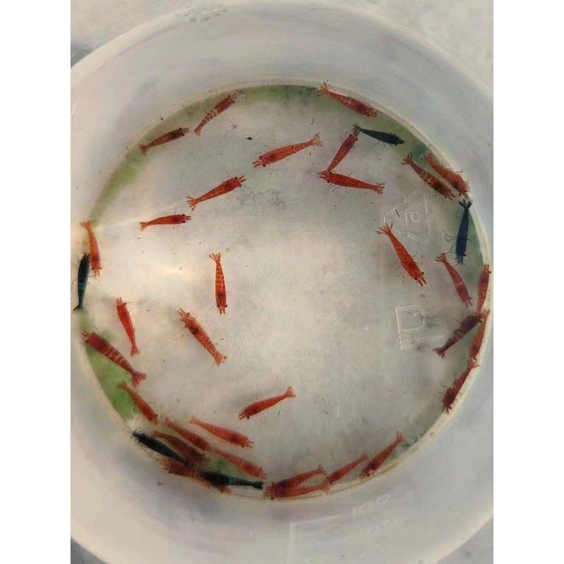观赏虾红蓝混色玛丽樱花蓝丝绒16.7元包活30只订阅店铺享优惠