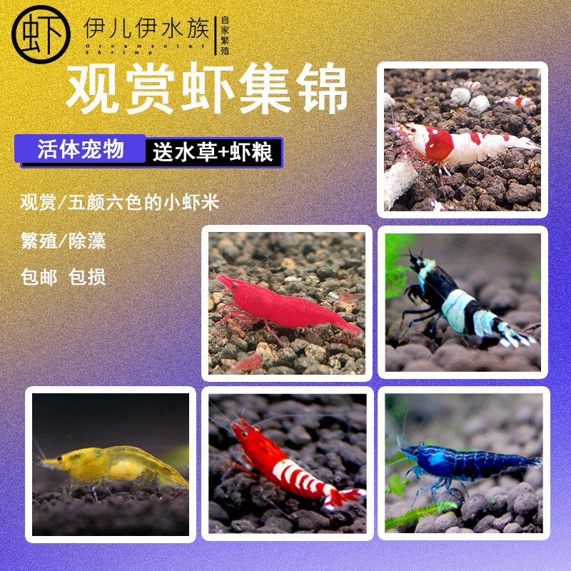 鲜活体观赏虾淡水鱼缸除藻工具虾樱花虾米水晶虾极火虾小宠物虾苗