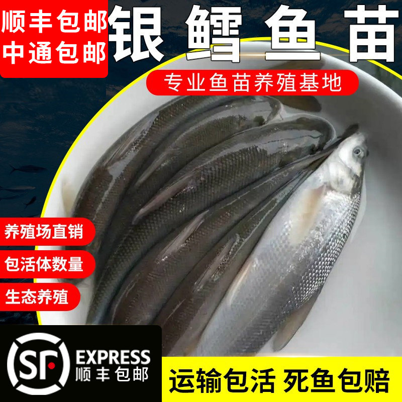 淡水银鳕鱼苗活体大鳞鲃鱼苗雪鱼鱼