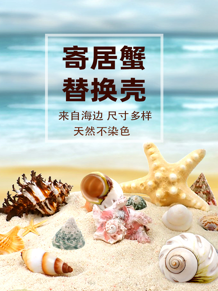 寄居蟹替换宠物壳天然大口径海边壳装饰贝壳螺迷你小号大号粉口