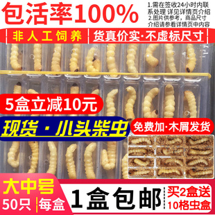 大中号柴虫50只活体天牛幼虫贵州斗鸟活虫鸟食皮虫闭口袋提性状膘