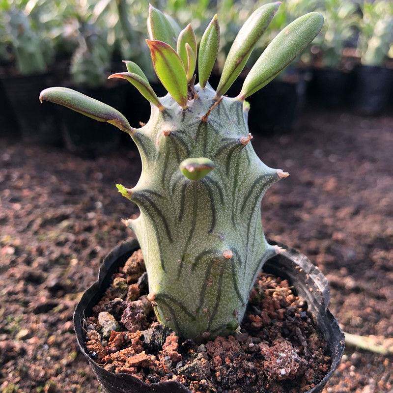 多肉不扎手普西利菊开花漂亮菊科无刺仙人柱仙人球多肉植物防辐射