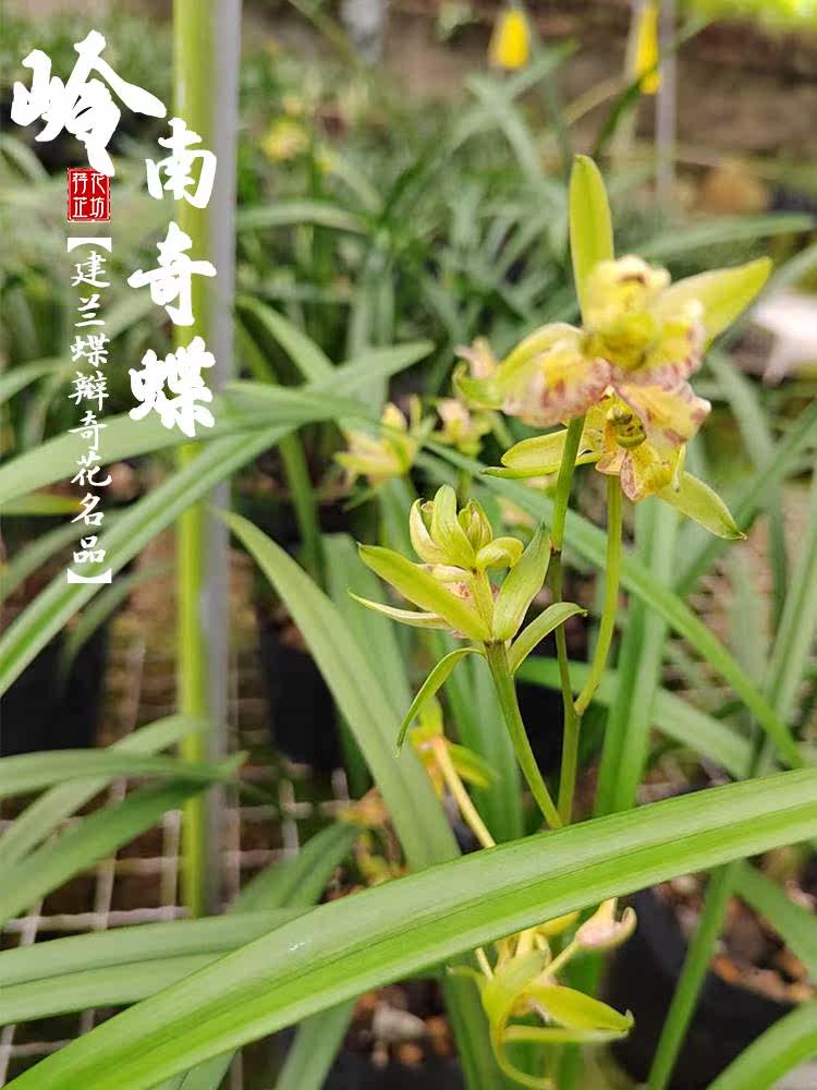 建兰蝶瓣奇花岭南奇蝶夏秋季兰花苗带花苞室内阳台花卉绿植物浓香