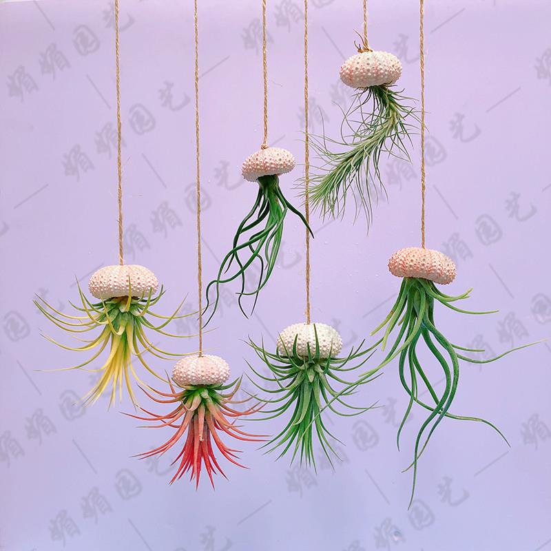 空气凤梨垂吊壁挂海胆绿植无土植物懒人花卉四季好养阳台客厅