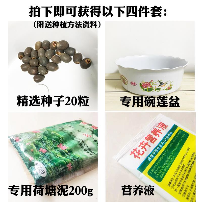 水生碗莲水培植物种子四季水养睡莲荷花卉盆栽室内花种藕阳台易活