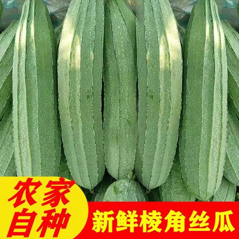 潮汕棱角丝瓜新鲜当季农家露天种植蔬菜清甜长肉八角丝瓜5斤包邮 水产肉类/新鲜蔬果/熟食 丝瓜 原图主图