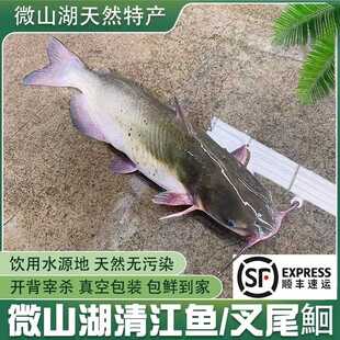 顺丰微山湖鲜活现杀清江鱼新鲜江团叉尾鱼酸菜鱼烤鱼鲶鱼梭边鱼
