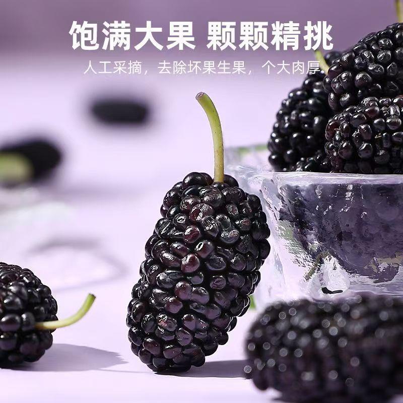 新疆头茬新鲜大果黑桑葚干泡茶泡酒桑椹黑桑葚源头直供包邮