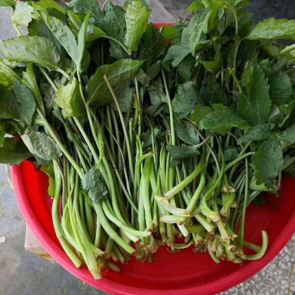 【鸭脚板芹菜】新鲜野生鸭脚板芹菜鸭脚板山芹菜大叶芹鸭掌菜野菜