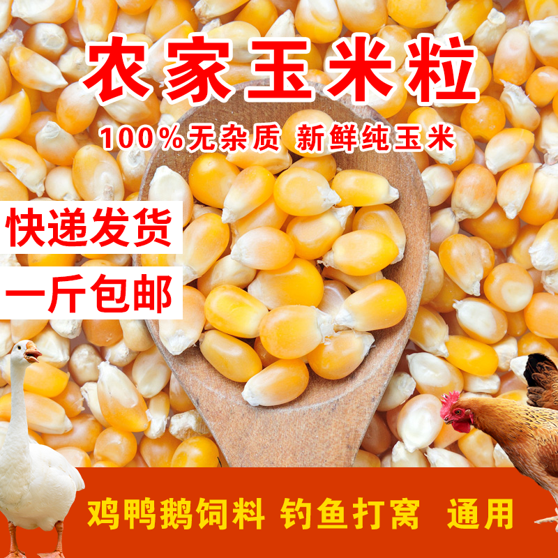 玉米粒养鸡猪牛养殖专用喂鸡鸭鹅鸽子钓鱼饲料打窝批发大颗粒饲料