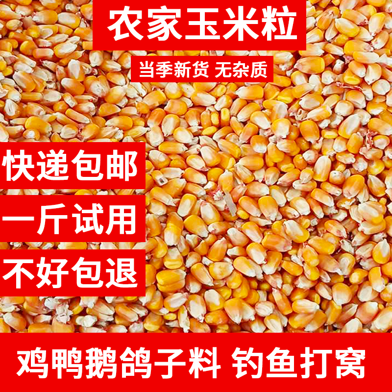 玉米粒养鸡猪牛养殖专用喂鸡鸭鹅鸽子钓鱼饲料打窝批发大颗粒饲料