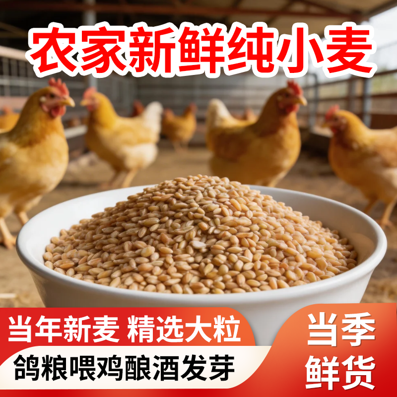小麦粒带皮小麦喂鸡鸟粮鸽子鸽粮饲料钓鱼饵料打窝小鸡原料粮食