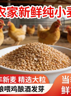 小麦粒带皮小麦喂鸡鸟粮