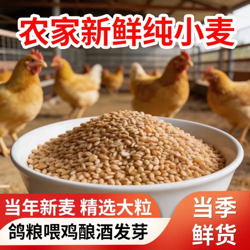 小麦粒带皮小麦喂鸡鸟粮
