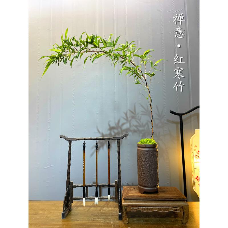 红竹红寒竹桌面竹子禅意中式书房办公桌茶室盆栽文人创意盆景绿植
