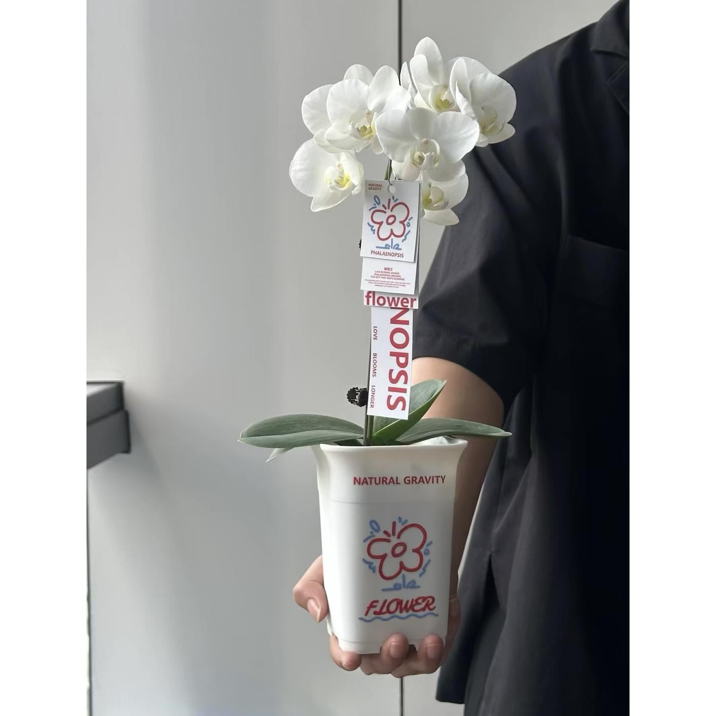 自然引力-蝴蝶兰盆栽带花苞绿植年宵花好养耐活花期长桌面摆件