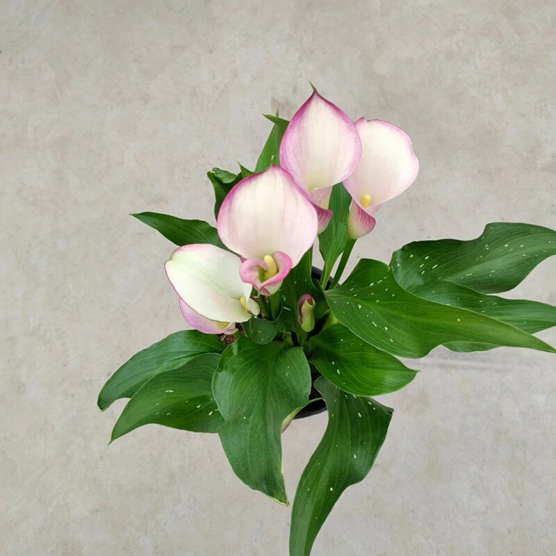 进口彩色马蹄莲盆栽四季开花室内阳台好养花卉带花多年生植物包邮