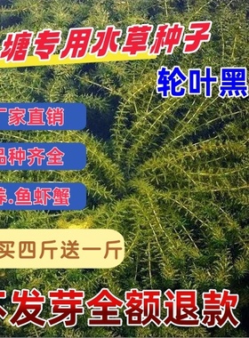 鱼塘水草种子伊乐藻轮叶黑藻养殖小龙虾鱼蟹专用净化水质水草籽