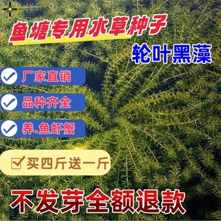 鱼塘水草种子伊乐藻轮叶黑藻养殖小龙虾鱼蟹专用净化水质水草籽