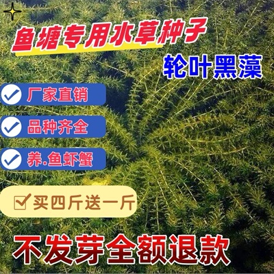 鱼塘水草种子伊乐藻轮叶黑藻养殖