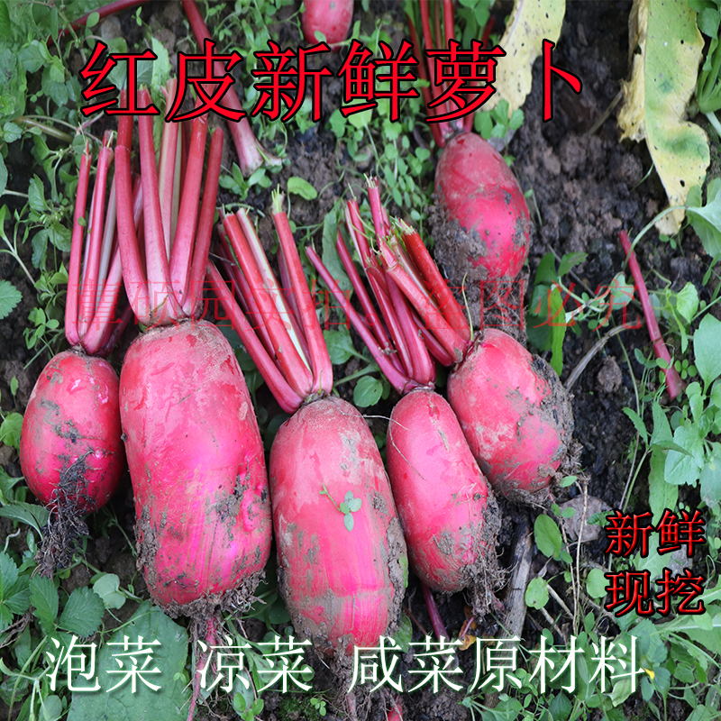 红萝卜新鲜红皮萝卜老品种萝卜制作泡菜咸菜陕南高山田园菜净重装