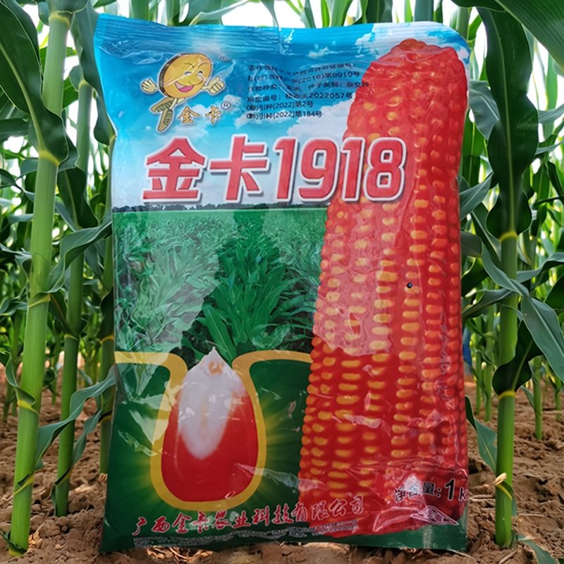 金卡1918杂交玉米大棒均匀满顶穗位整齐抗性强玉米种杂交饲料,农用物资,粮油/棉麻作物种子,淘宝优惠券,粉丝福利购,淘宝优惠卷