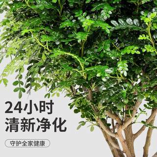 （九里香花树苗盆栽四季老桩七里香苗易养开花浓香室内阳台庭院植