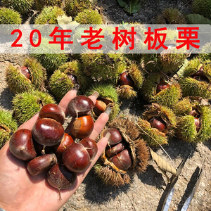 云南板栗新鲜现摘农家老树当季油栗蔬菜粉糯去刺壳栗子生栗板栗仁