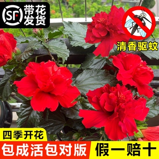 扶桑花盆栽重瓣进口朱槿木槿树苗大红花室内客厅阳台四季花卉植物