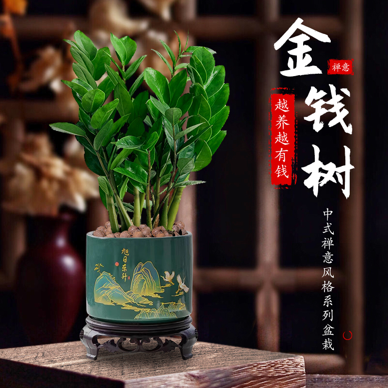 金钱树盆栽招财纳福植物室内禅意