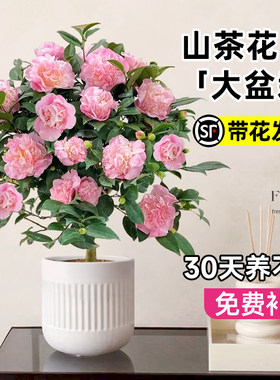 茶花盆栽香妃山树苗四季开
