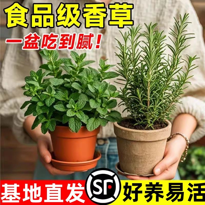 婉芳迷迭香盆栽可食用煎牛排香草薄荷叶幼儿园绿植好养活水培植物,鲜花速递/花卉仿真/绿植园艺,绿植,淘宝优惠券,粉丝福利购,淘宝优惠卷
