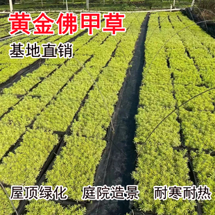 佛甲草黄金金叶过路黄万年草中华景天佛甲草苗屋顶绿化草皮坪植物