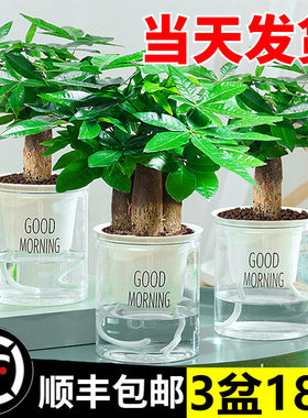 发财树小盆栽花卉绿植物办公室内