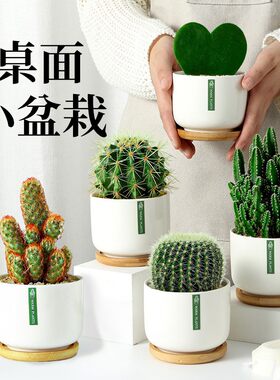 仙人球掌盆栽办公室内防辐