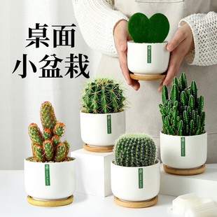 仙人球仙人掌盆栽办公室内防辐射绿植物桌面高端多肉开花摆件金虎