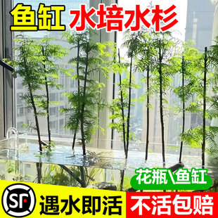 水杉水培鱼缸造景溪流缸水杉盆栽盆景鱼池水生植物绿植水草室内外