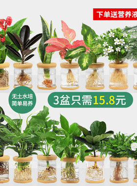 水培植物盆栽绿萝栀子花办公室内花卉小绿植四季好养多肉水养盆栽