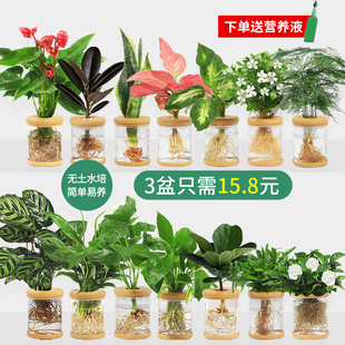 水培植物盆栽绿萝栀子花办公室内花卉小绿植四季 好养多肉水养盆栽